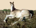 Rocky Mountain foal