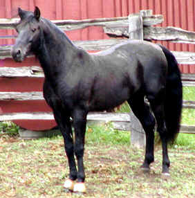 CCF Black Coffey - Rocky Mountain Horse / Kentucky Mountain Horse at stud