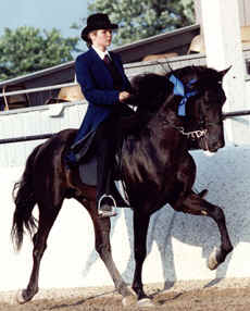CCF Black Coffey - Rocky Mountain Horse / Kentucky Mountain Horse at stud (photo by VW Penny)