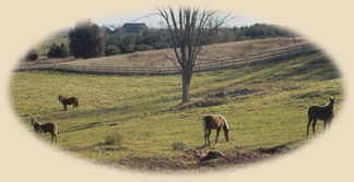 Rolling hills of Caledon, home of Coffey Creek Farm