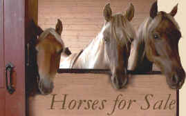Rocky Mountain Horse / Kentucky Mountain Horse for Sale
